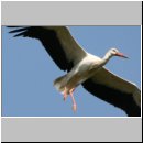 Ciconia ciconia - Weissstorch 08.jpg